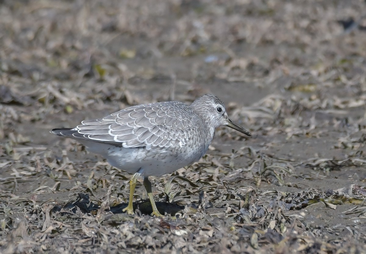 Red Knot - ML263748811