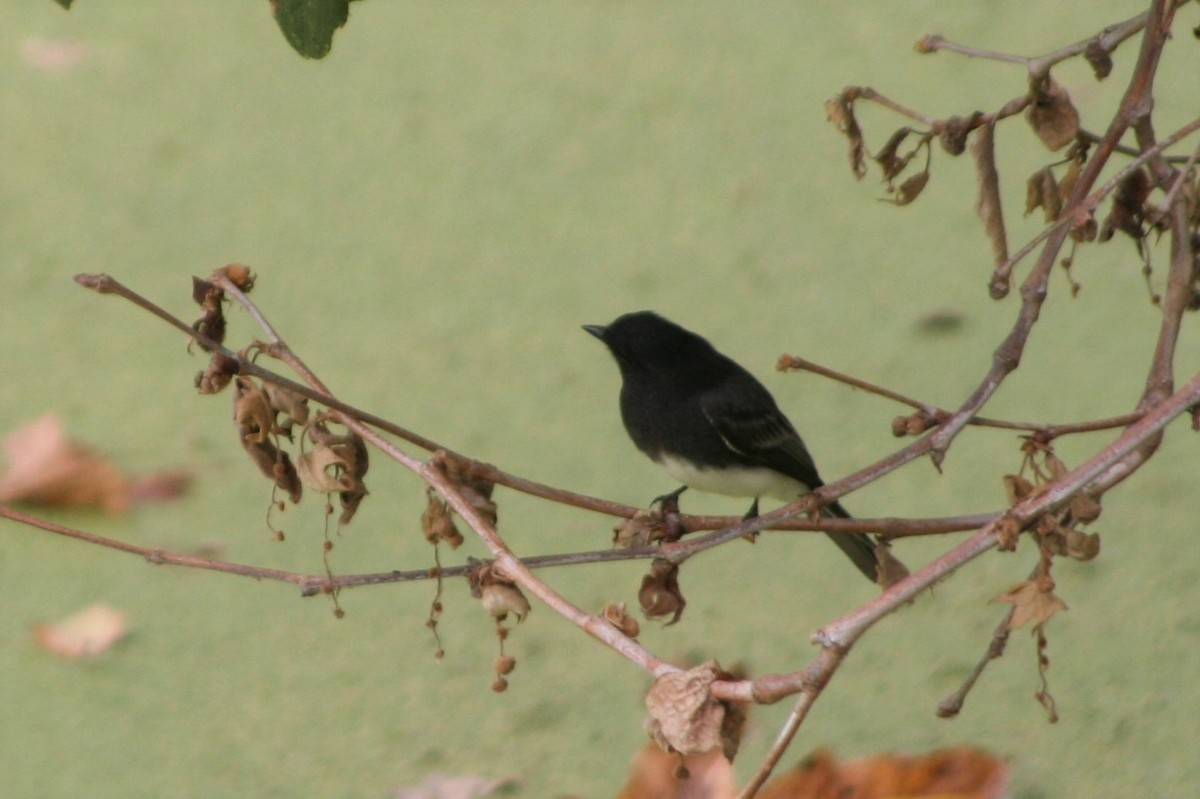 Black Phoebe - ML263750521