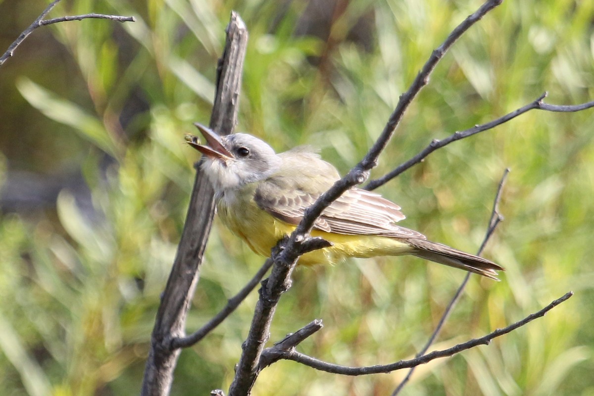 Tropical Kingbird - ML263750681