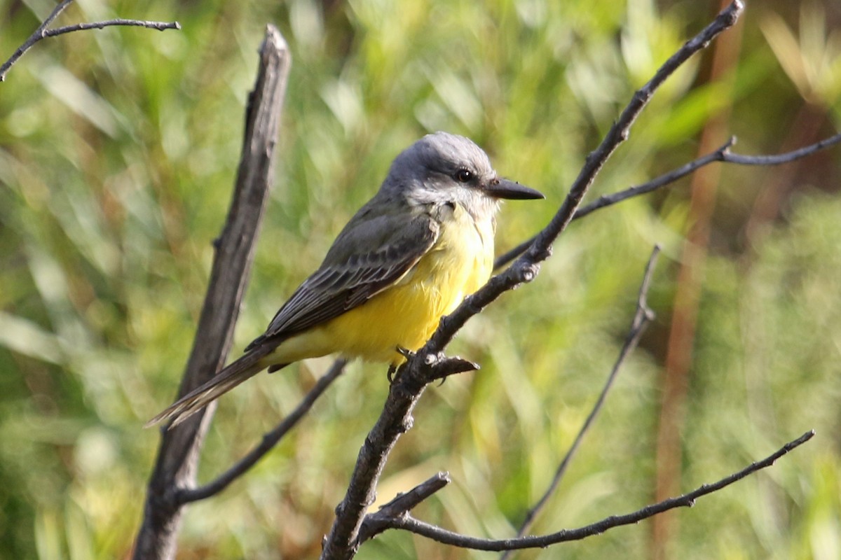 Tropical Kingbird - ML263750721