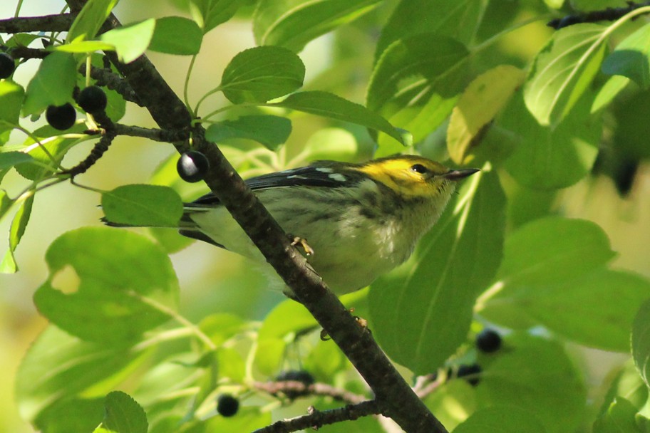 Black-throated Green Warbler - ML263751171