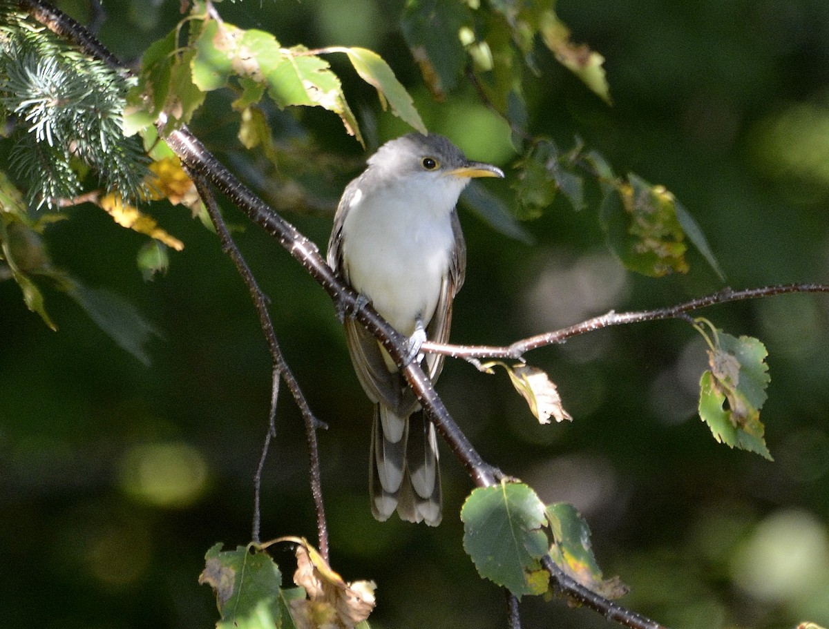 Yellow-billed Cuckoo - ML263751221