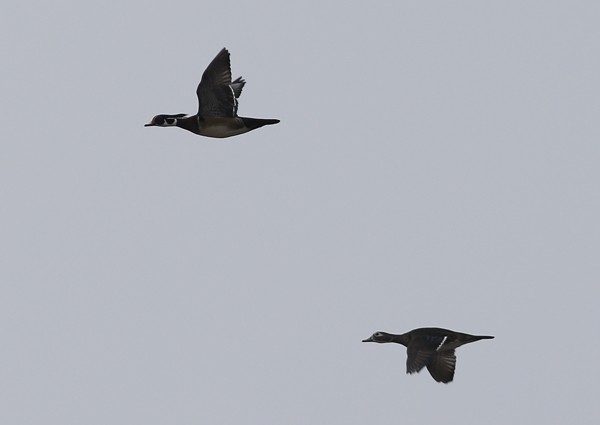 Wood Duck - ML26375131