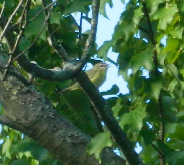 Philadelphia Vireo - Colleen  Williams