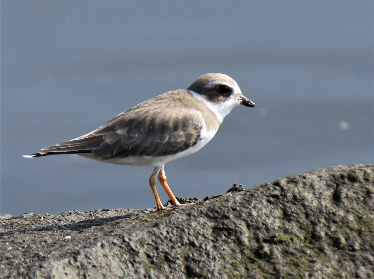 Semipalmated Plover - ML263751711