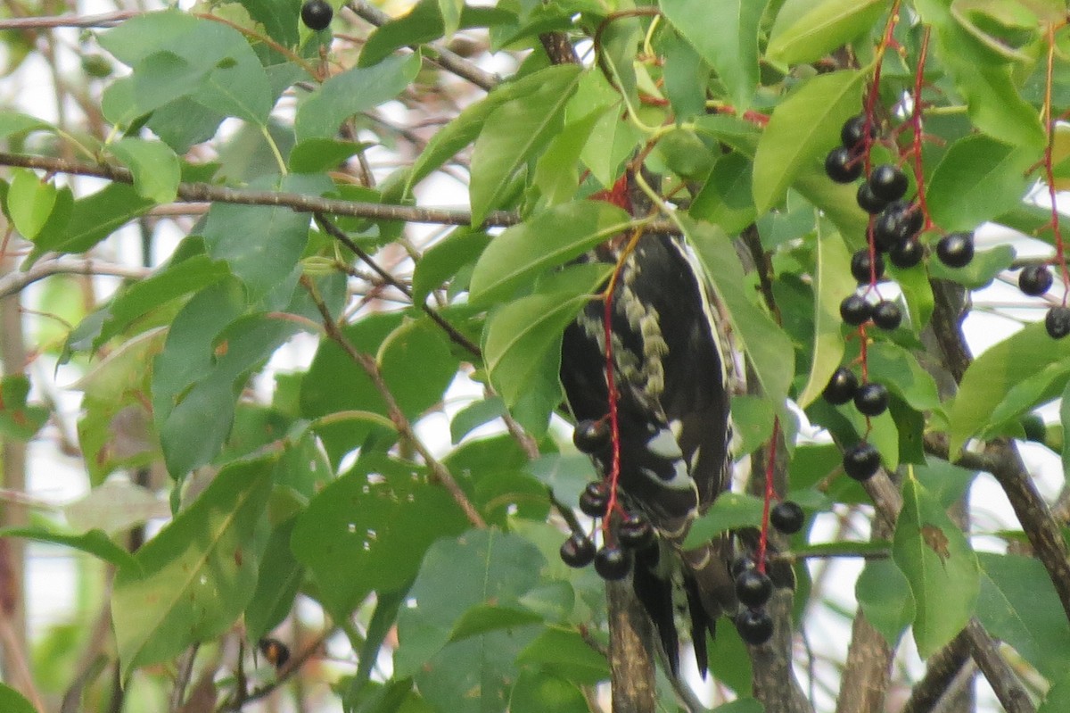 eBird Checklist - 18 Sep 2020 - My Yard - 12 species (+1 other taxa)