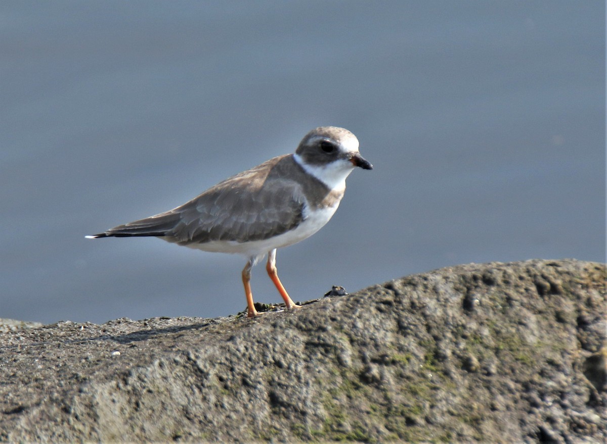 Semipalmated Plover - ML263751791