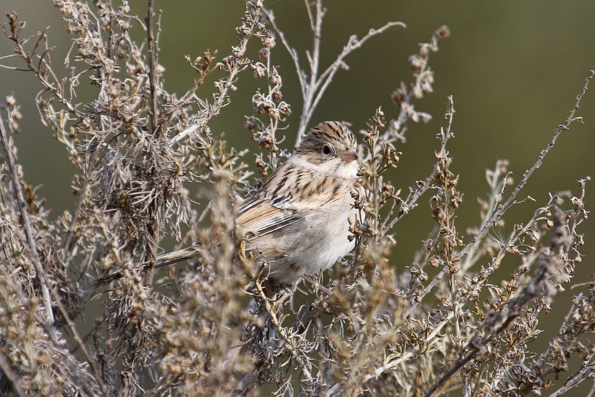 Brewer's Sparrow - ML263752001