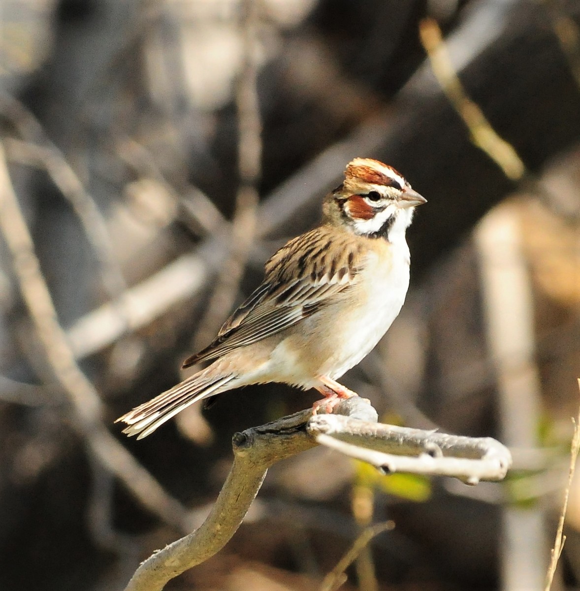 Lark Sparrow - Sue Riffe