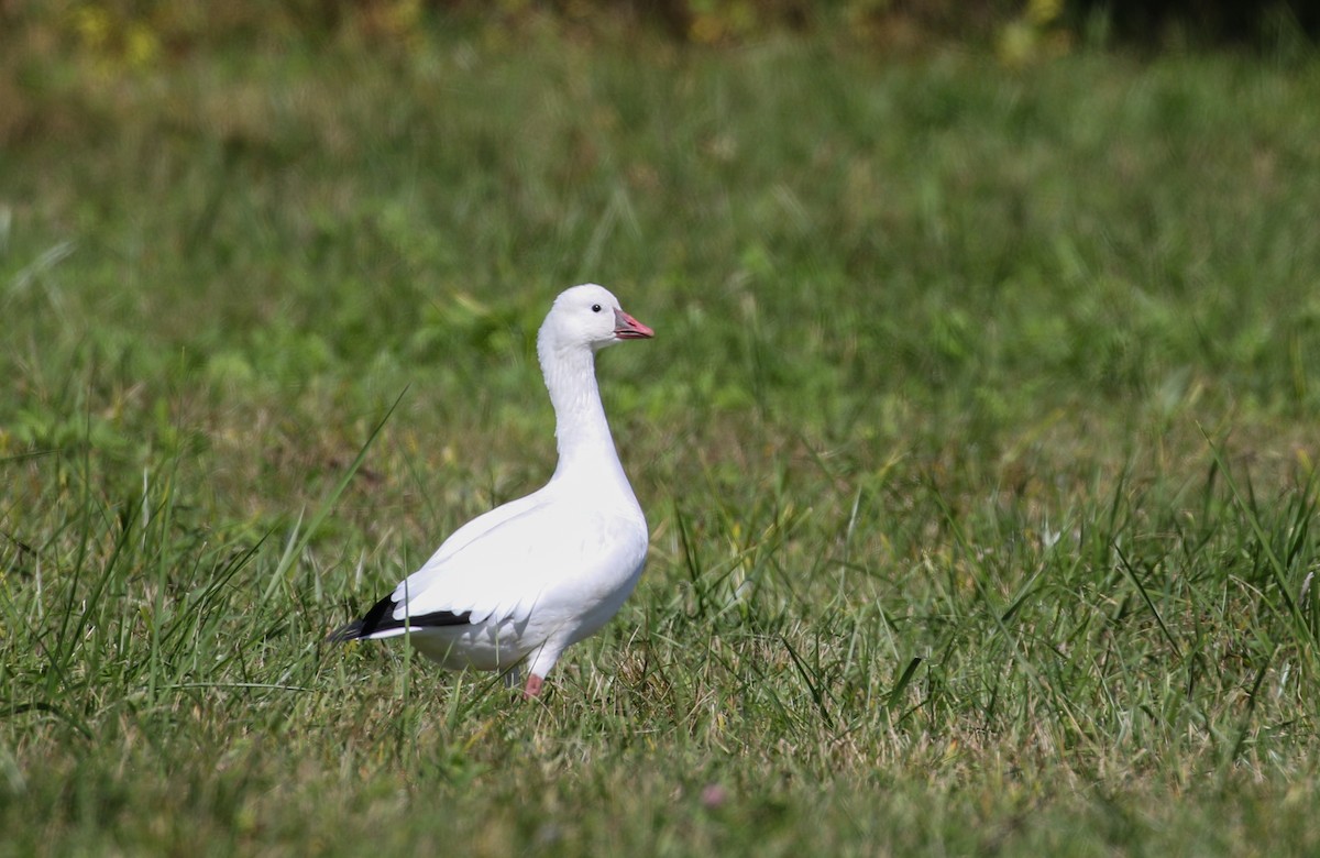 Ross's Goose - Hannah Toutonghi