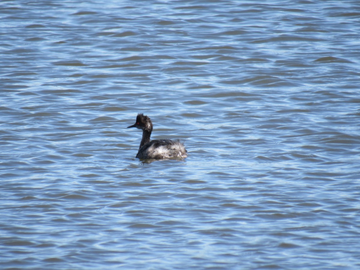 Eared Grebe - ML26375451