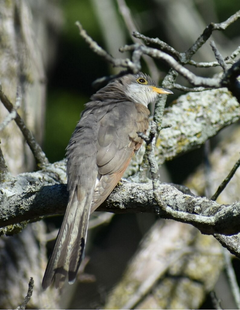 Yellow-billed Cuckoo - ML263754631