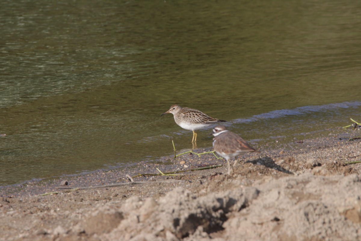 アメリカウズラシギ - ML263754641