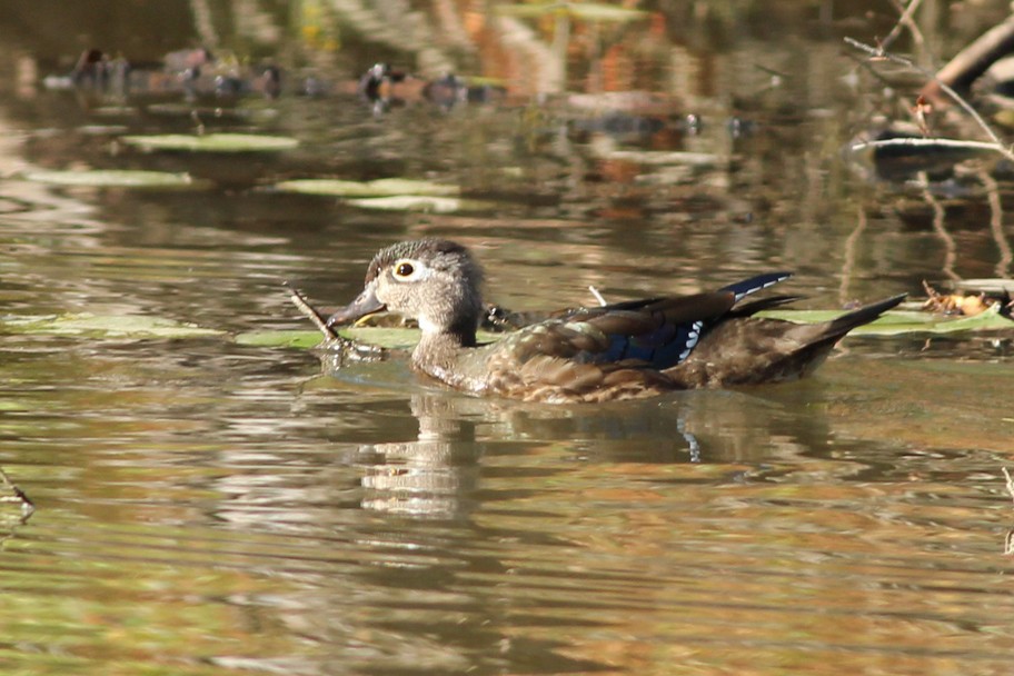 Wood Duck - Diane Morton