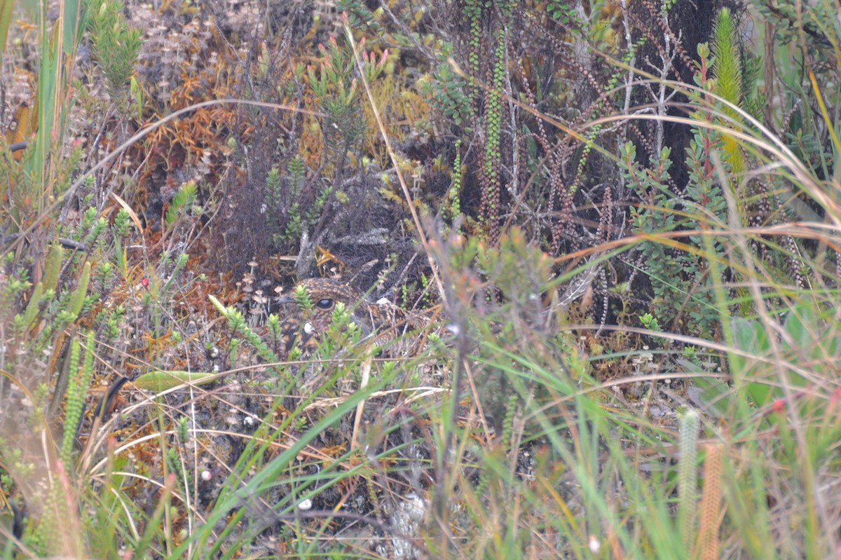 Swallow-tailed Nightjar - ML263755561