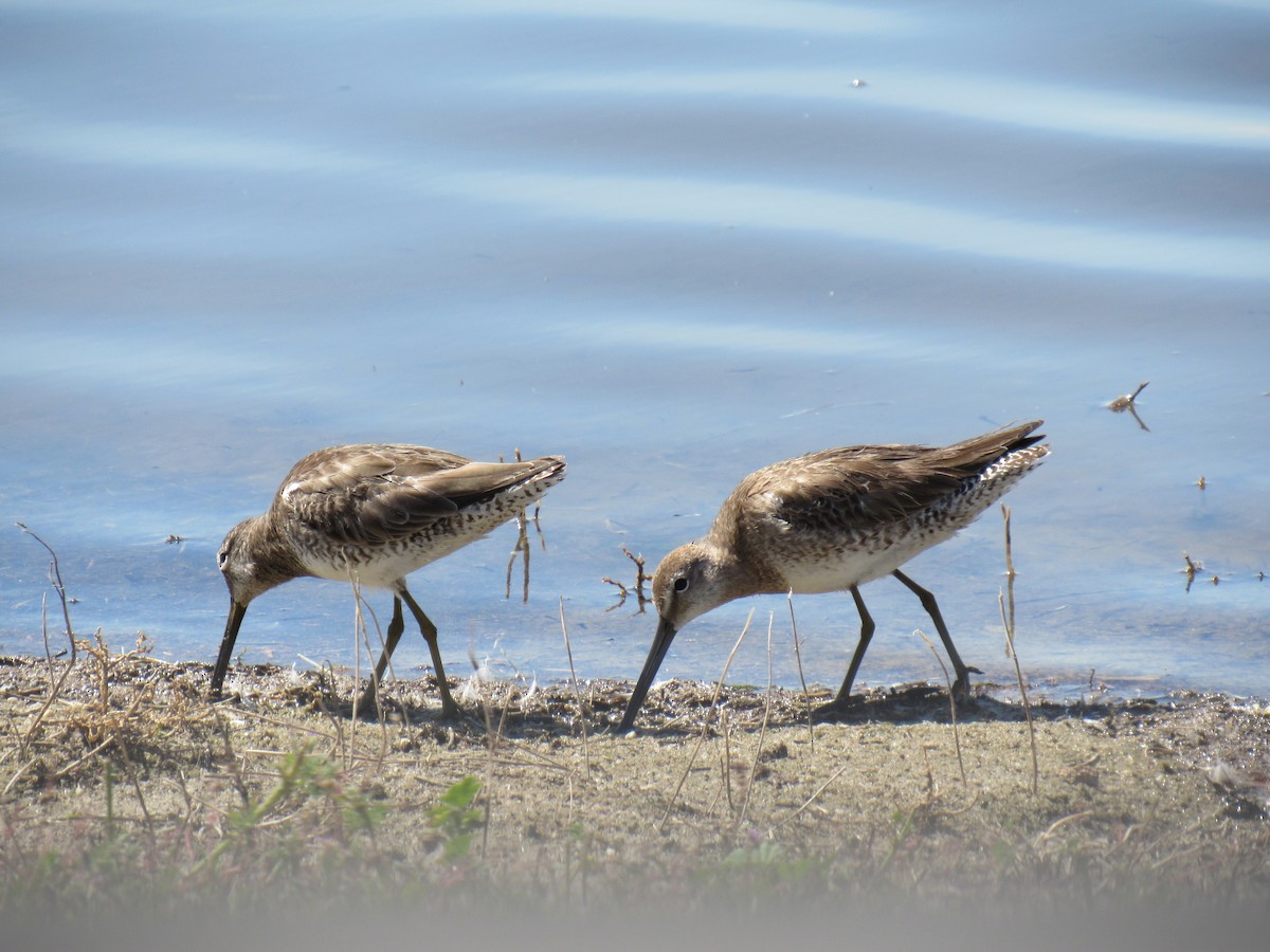 Long-billed Dowitcher - Alex Single