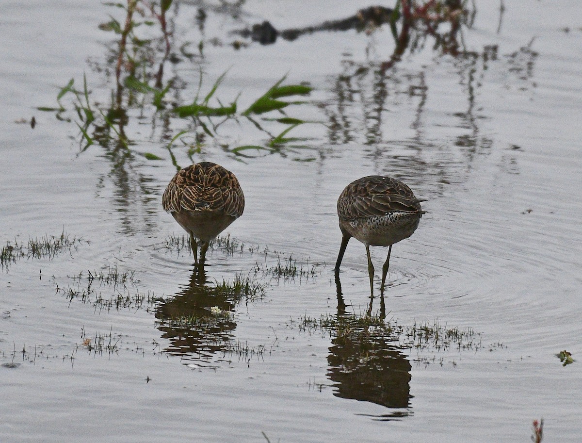 Long-billed Dowitcher - ML263756311