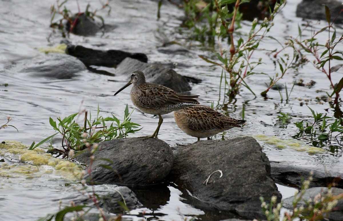 Long-billed Dowitcher - ML263756321