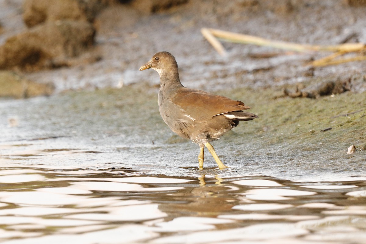 Common Gallinule - ML263757101