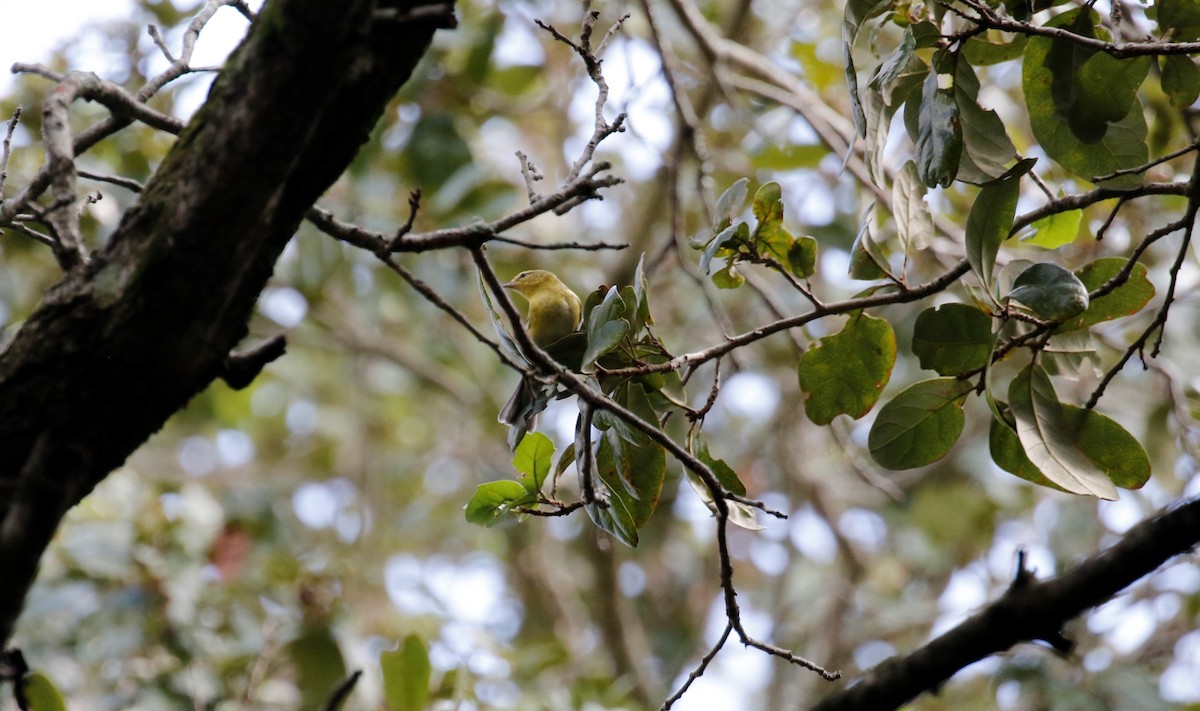 Tennessee Warbler - Anne Ruben