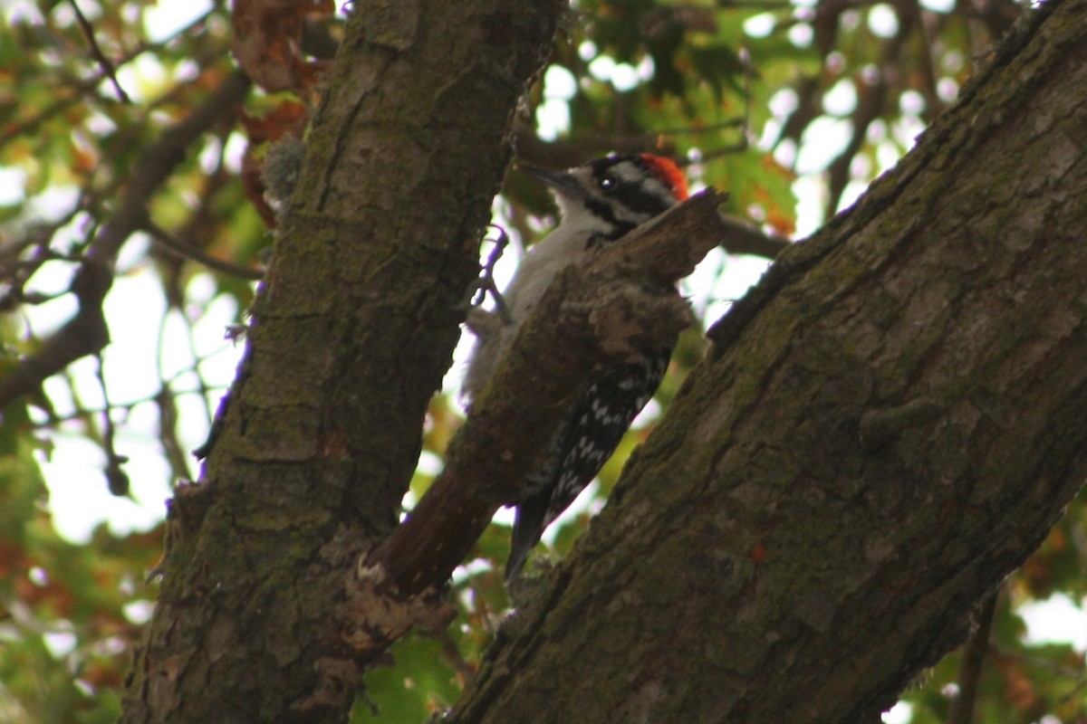 Nuttall's Woodpecker - Frank Severson