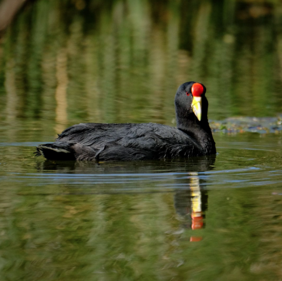 Slate-colored Coot - ML263758291