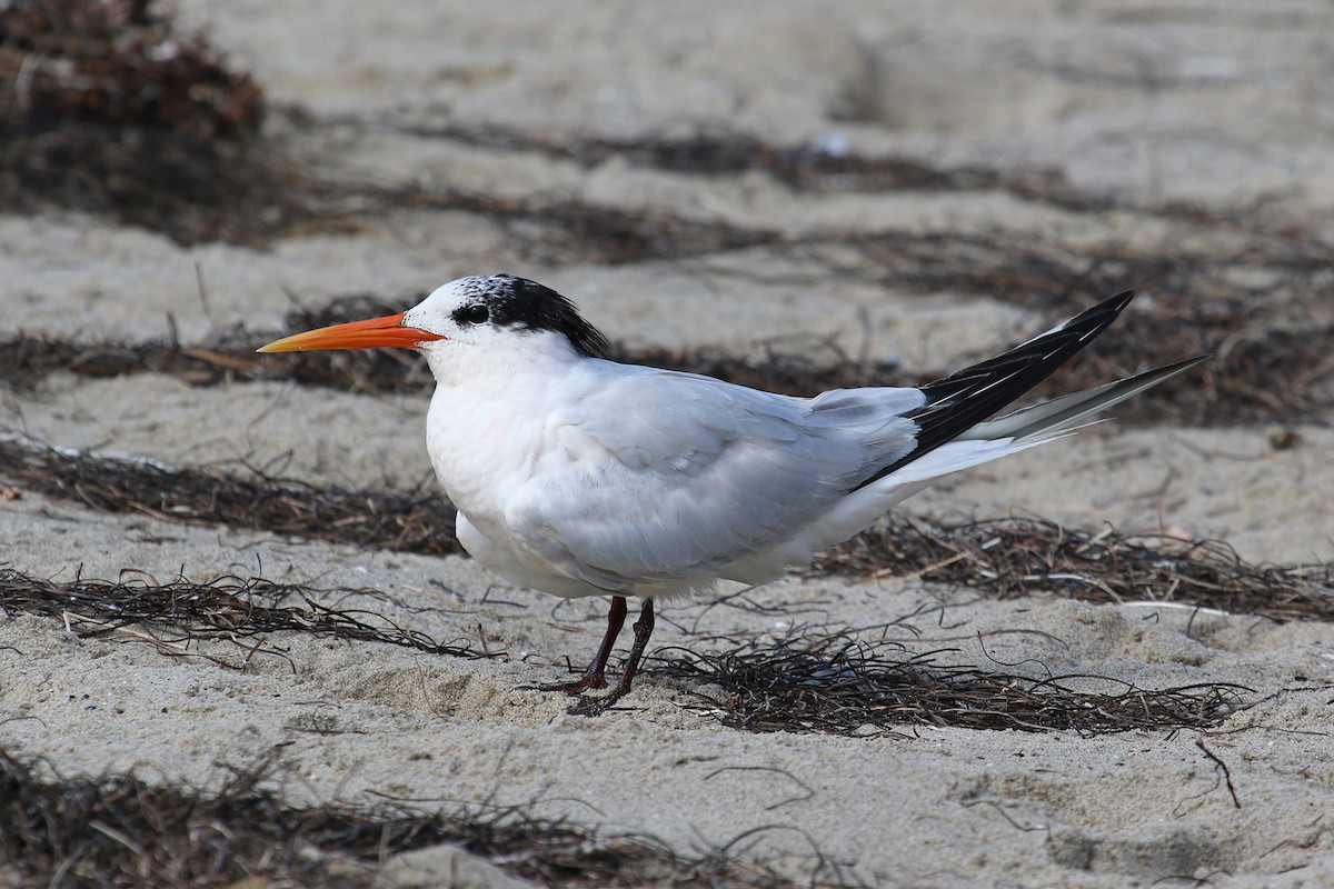 Elegant Tern - ML263758421