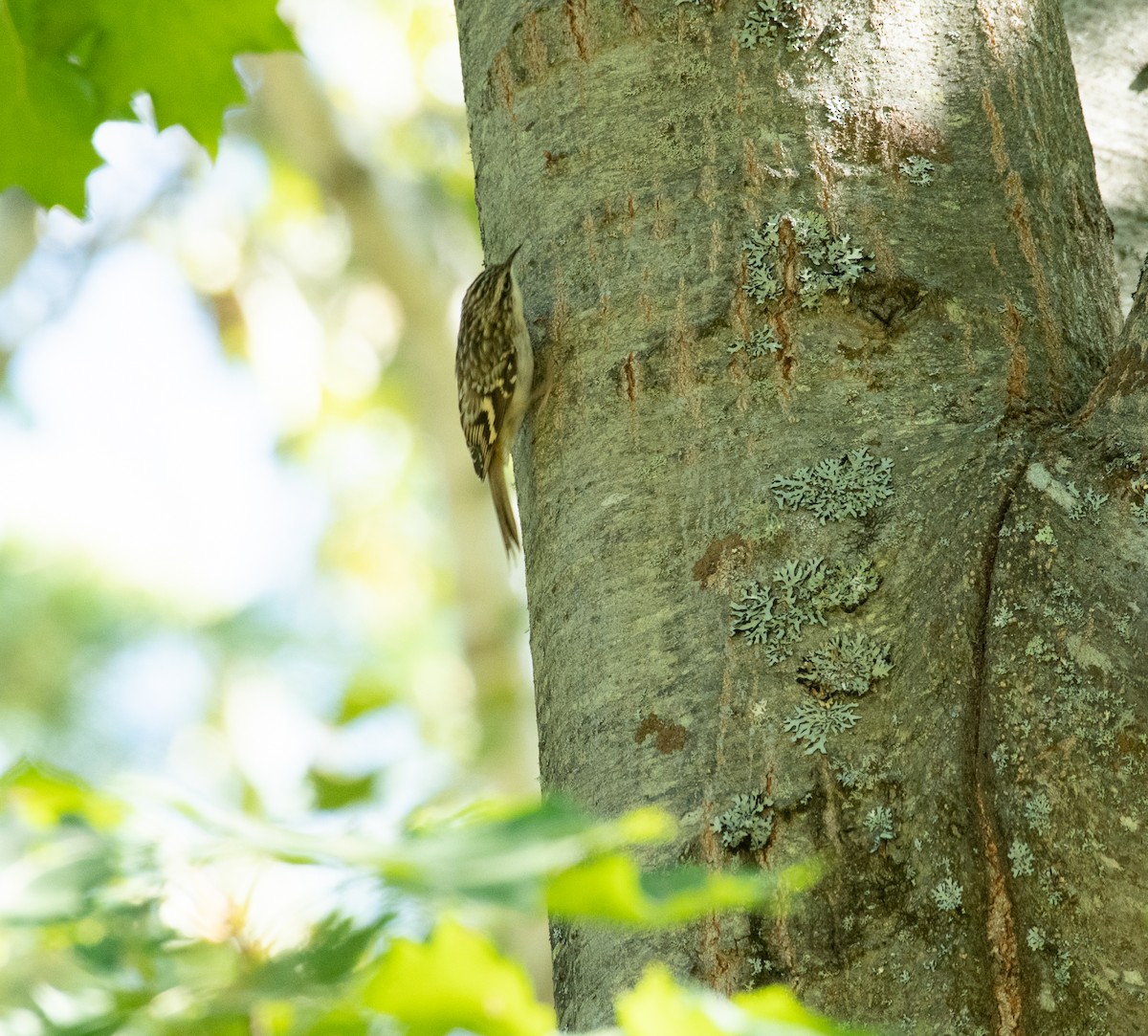 Brown Creeper - ML263758911