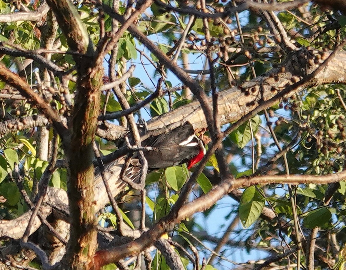 Crimson-crested Woodpecker - john bishop