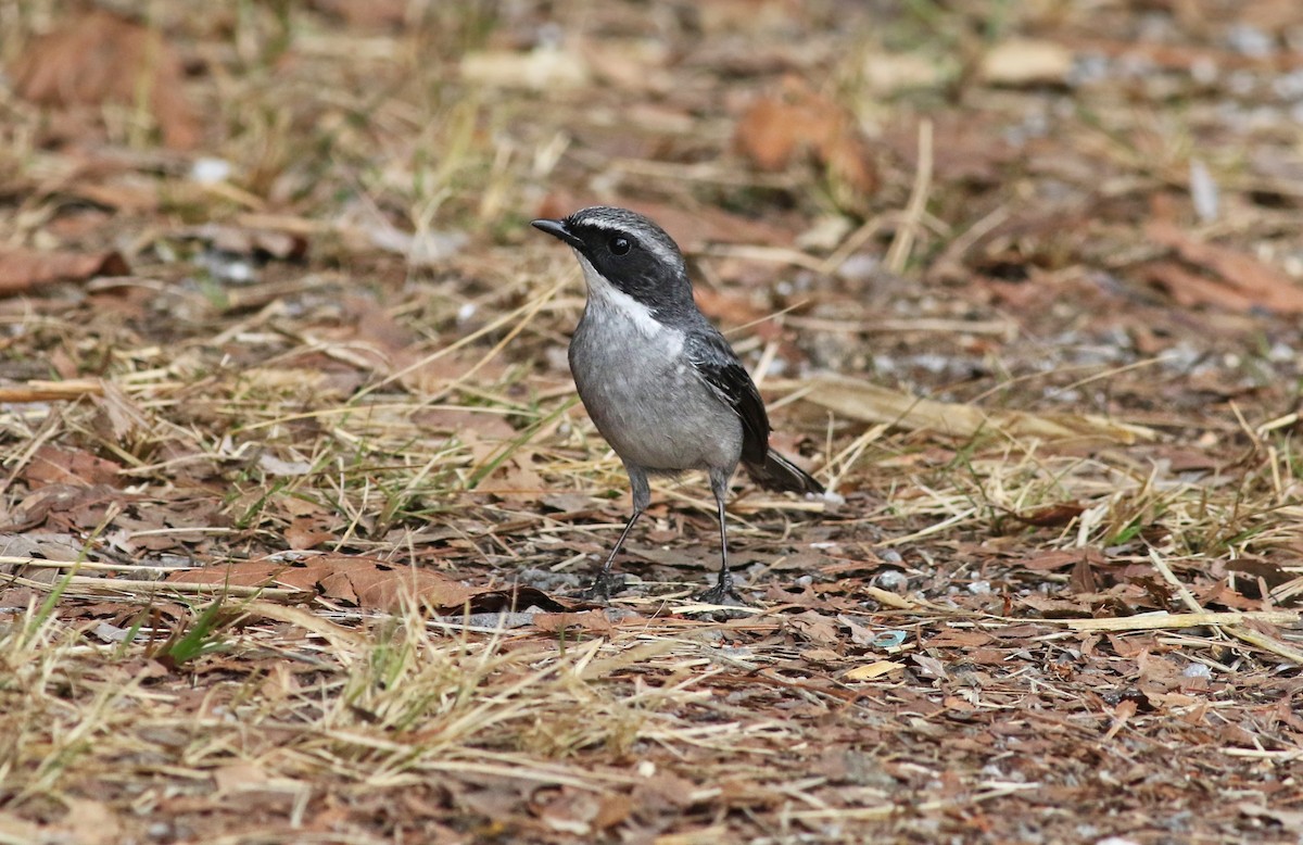 Gray Bushchat - ML263760911