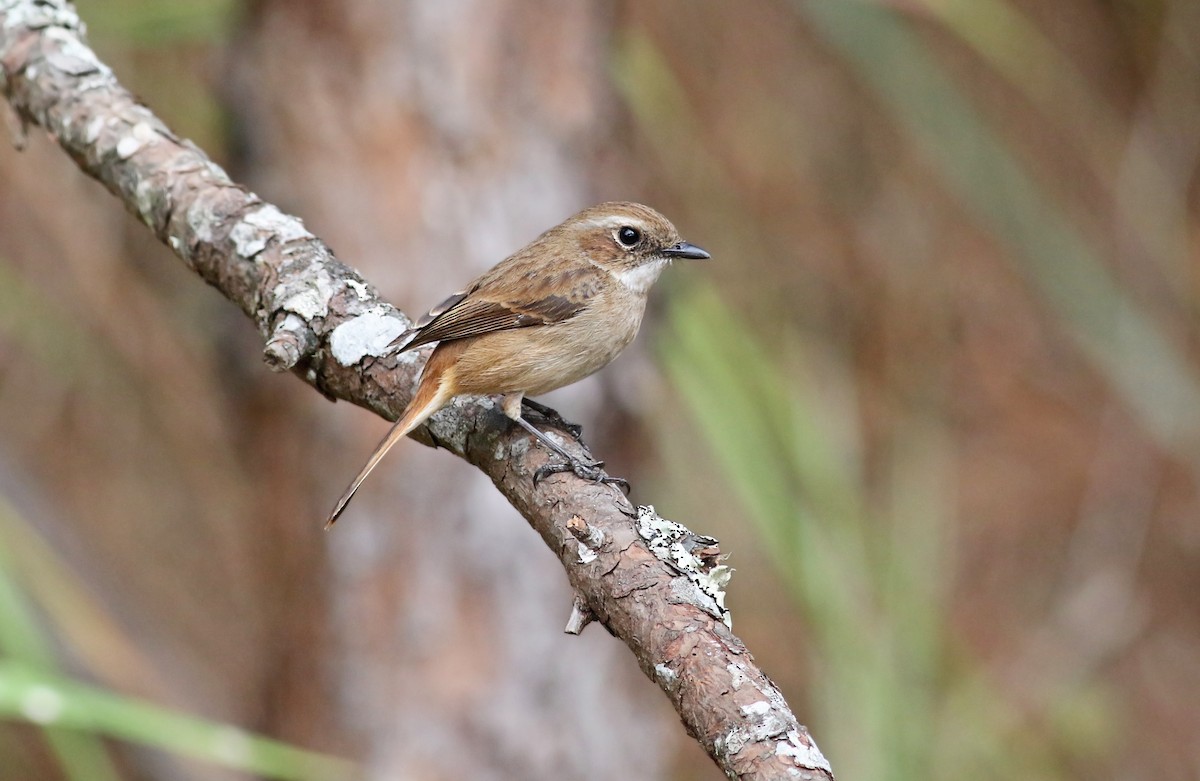 Gray Bushchat - ML263760991