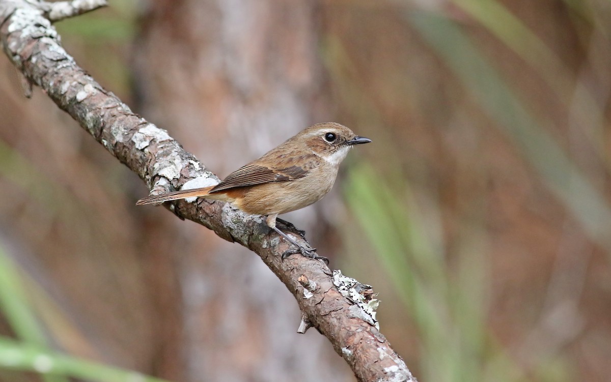 Gray Bushchat - ML263761001