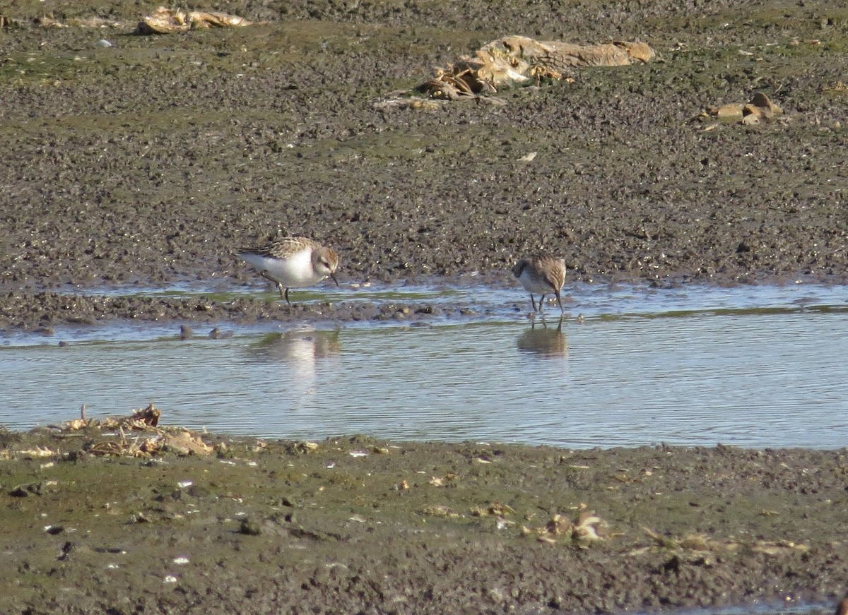 Semipalmated Sandpiper - Brian Wulker