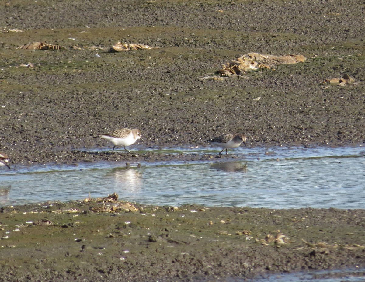 Semipalmated Sandpiper - Brian Wulker