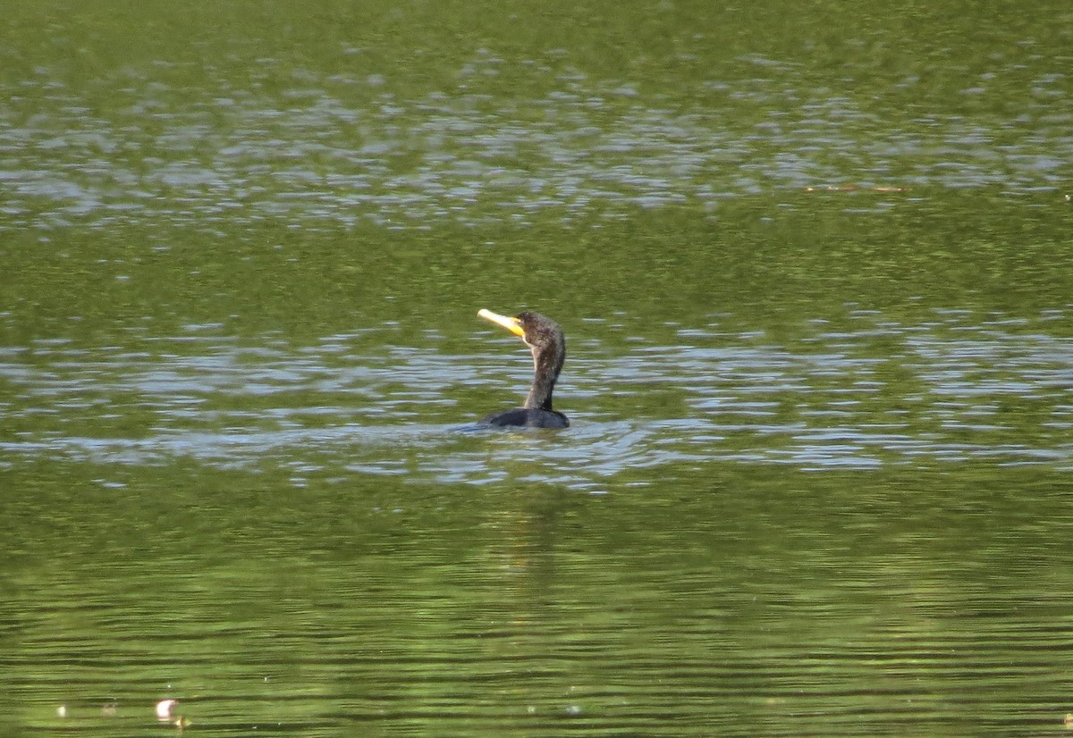 Double-crested Cormorant - ML263763751