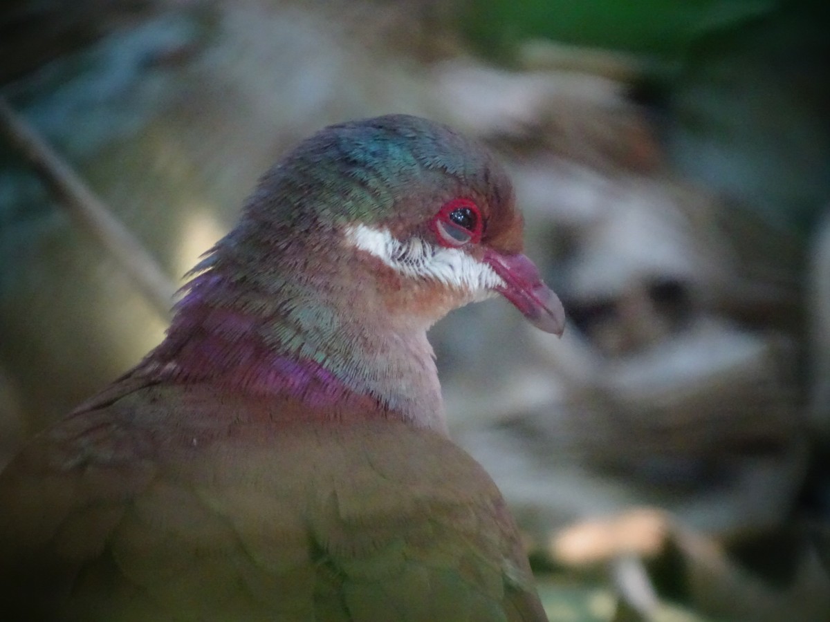 Key West Quail-Dove - ML263764031