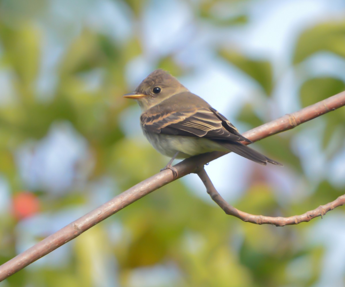 Eastern Wood-Pewee - ML263768521