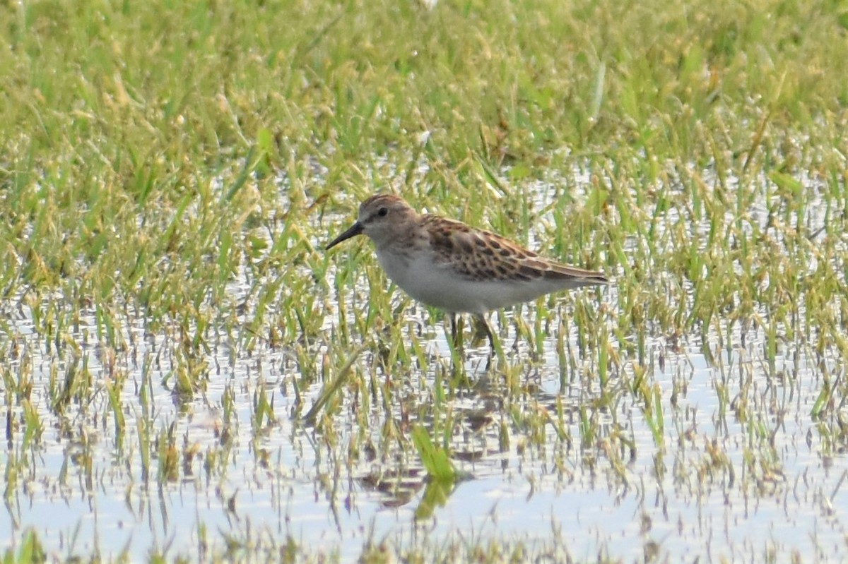 Semipalmated Sandpiper - ML263770831