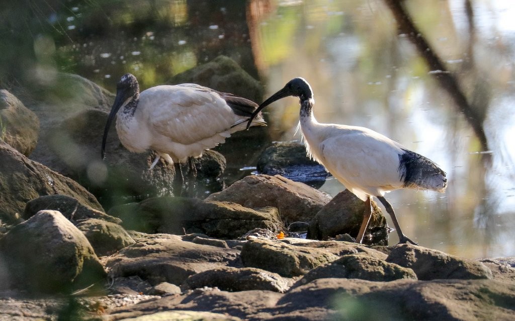 Australian Ibis - ML263772121