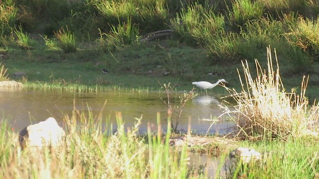 Little Egret - ML263772631