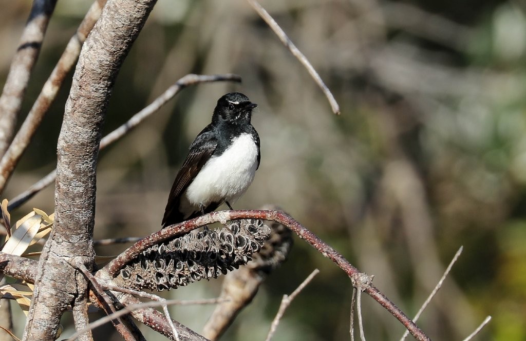 Willie-wagtail - ML263772821