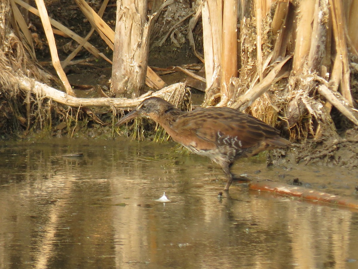 Virginia Rail - RB Birder