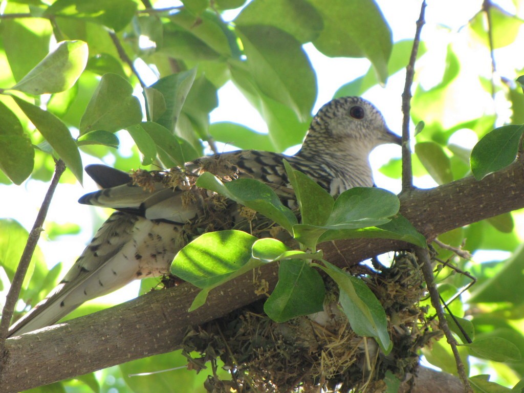 Scaled Dove - Carlos José Díaz García