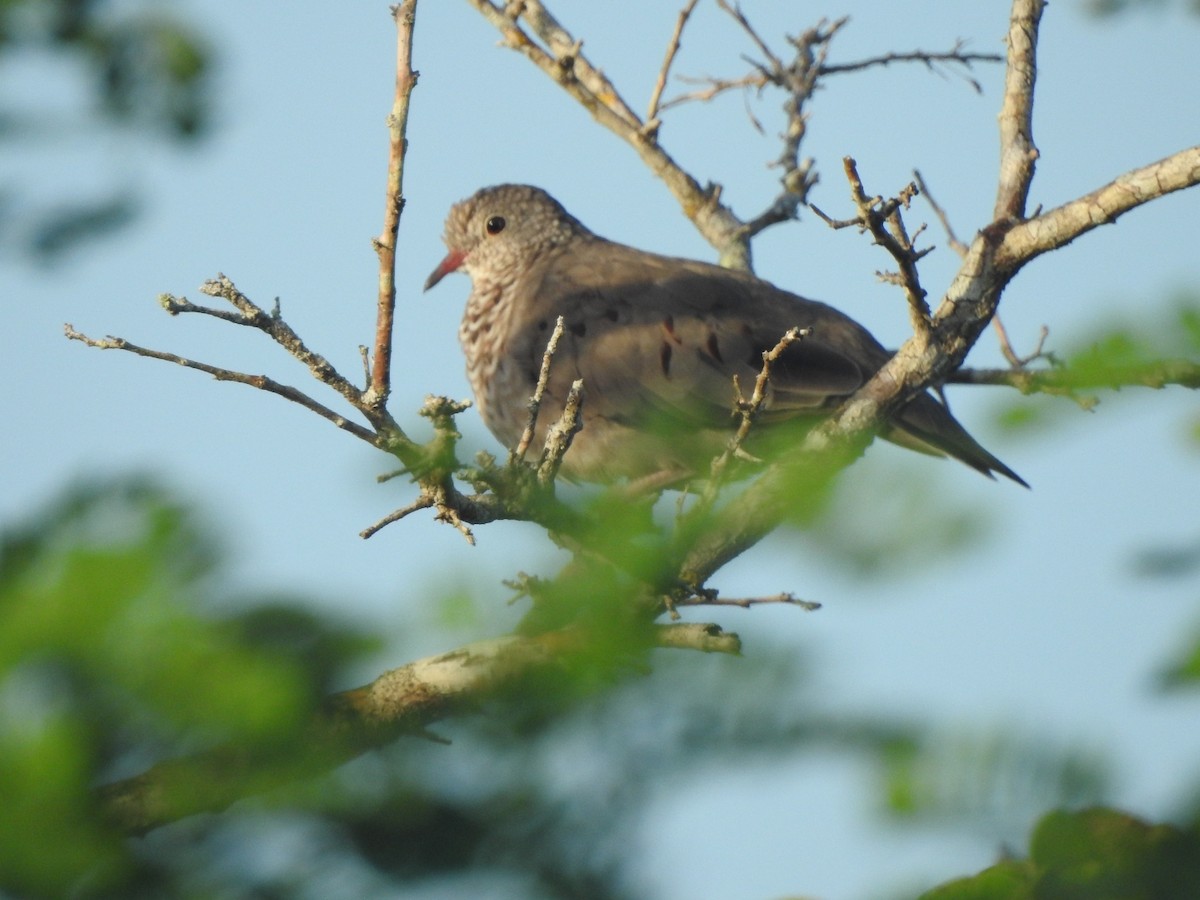 Common Ground Dove - ML263778071