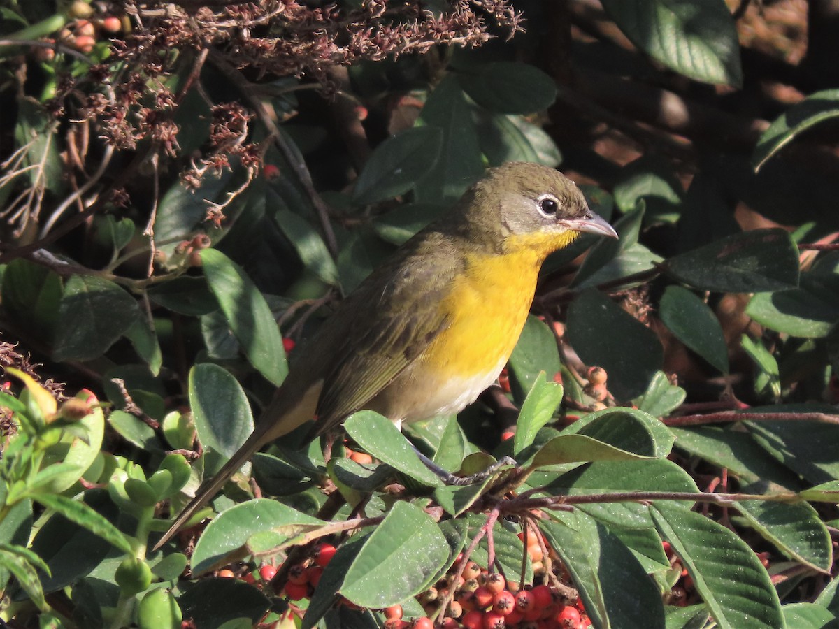 Yellow-breasted Chat - ML263779551