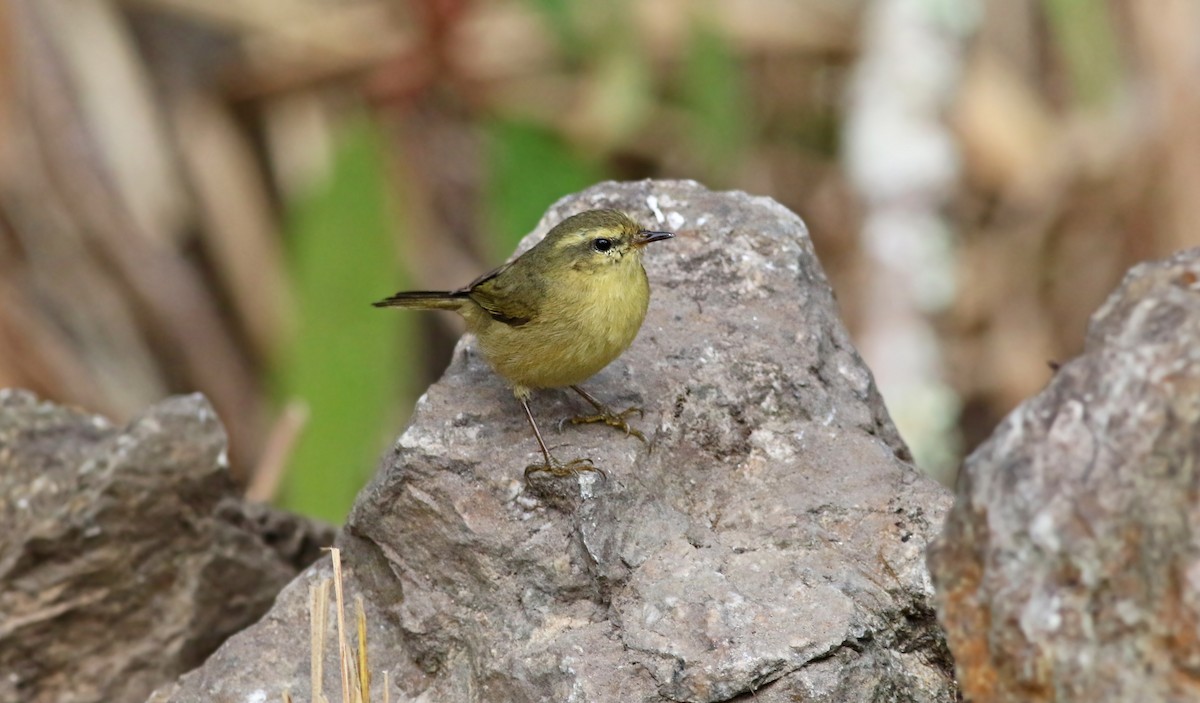 Buff-throated Warbler - ML263779581