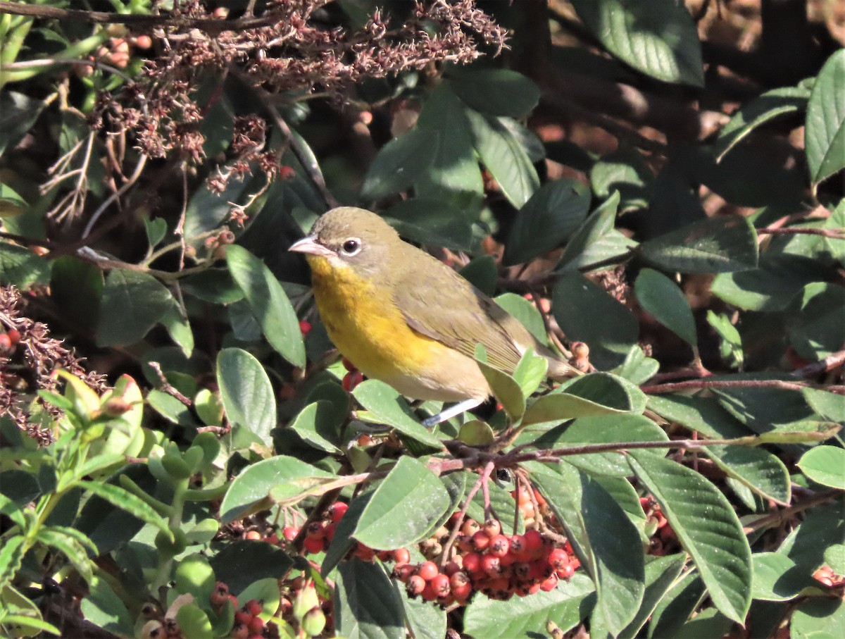 Yellow-breasted Chat - ML263779821