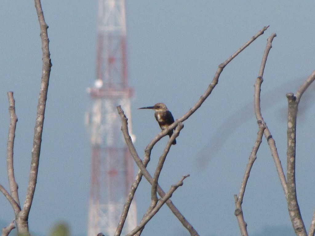 Pale-headed Jacamar - ML263780611