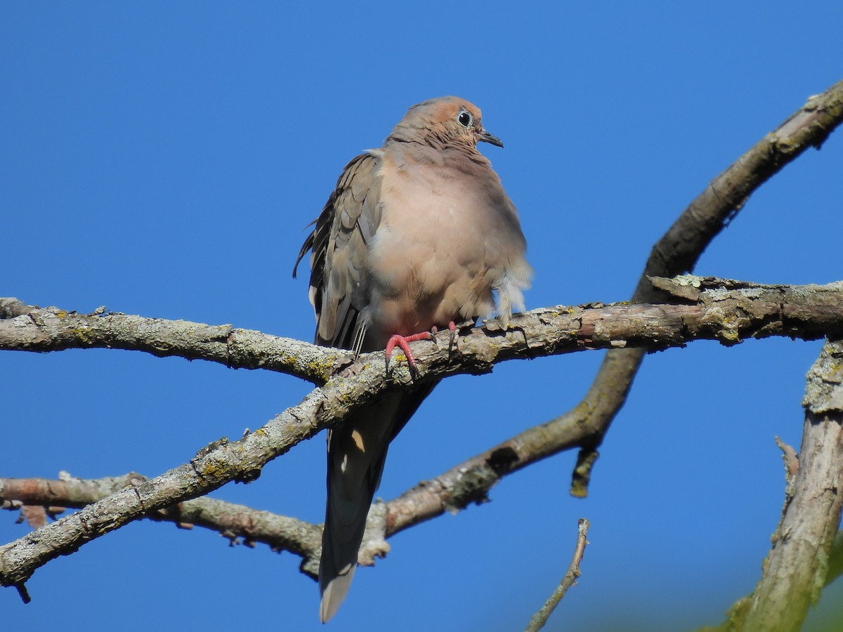 Mourning Dove - Bill Nolting