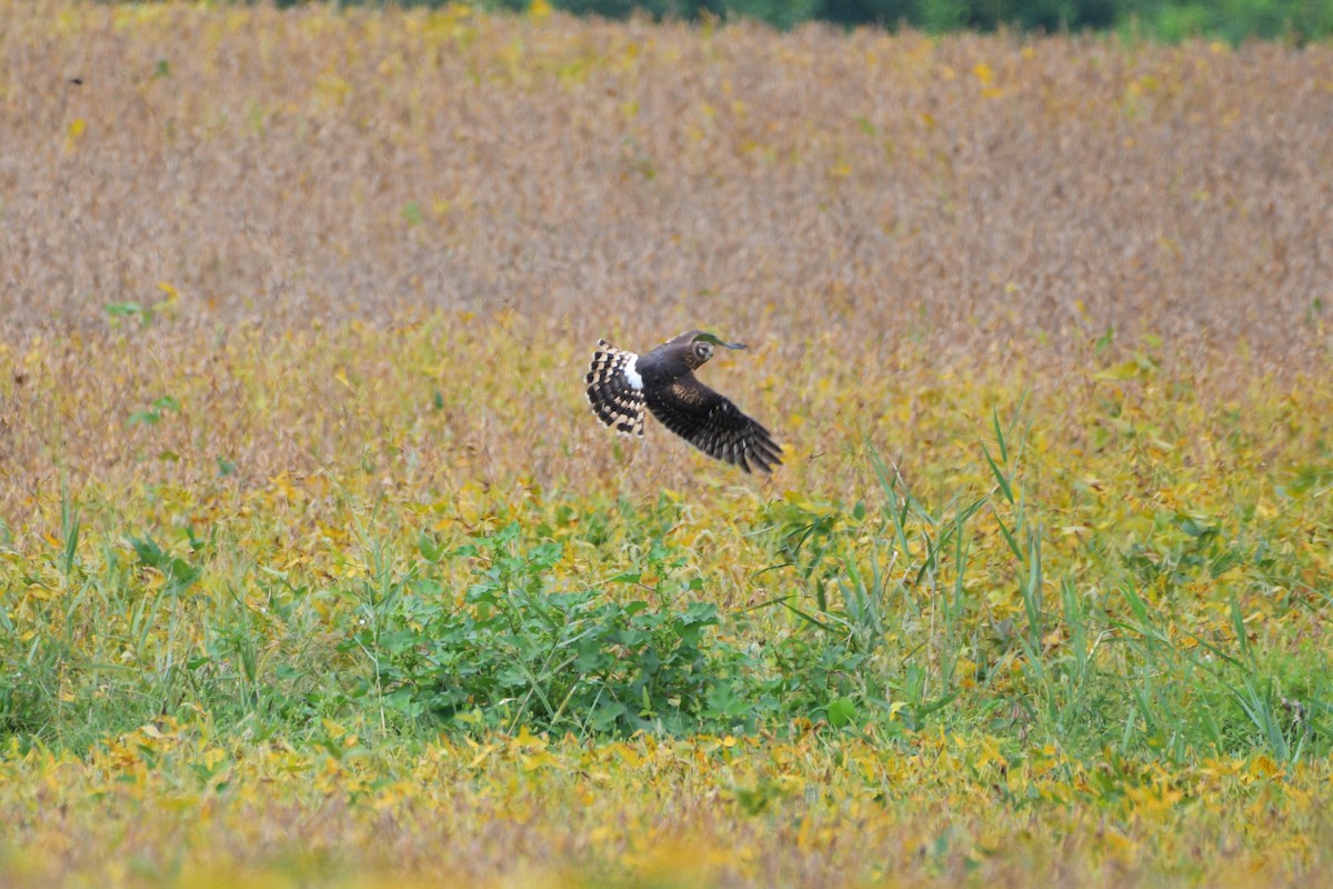 Northern Harrier - ML263783131